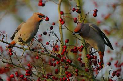 Waxwings