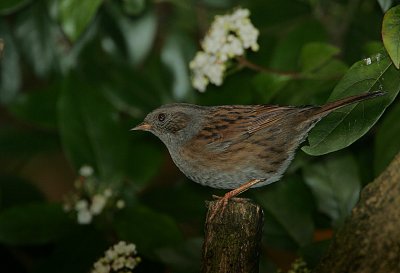 Dunnock