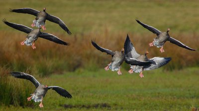Grey-lag Geese landing