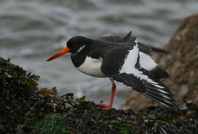 Oystercatcher in winter plumage