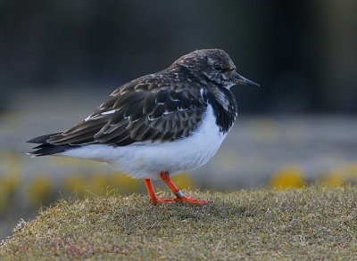 Turnstone (Arenaria interpres)
