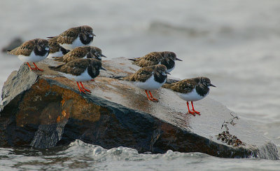 Turnstone roost
