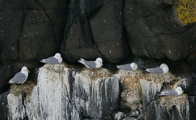 Kittiwakes