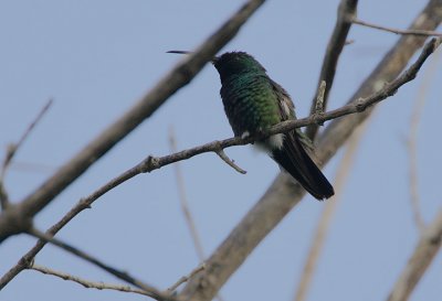 Green-throated Mango (Anthracocorax viridigula)