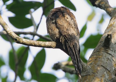 Common Potoo (Nyctibius griseus)