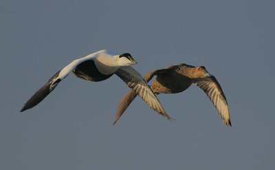 Eider pair in flight