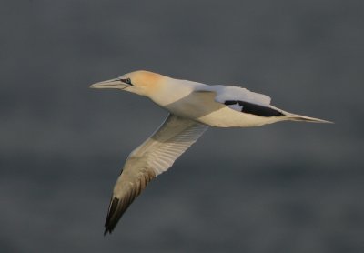 Gannet