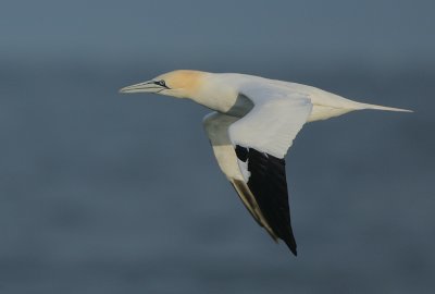 Gannet