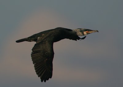 Cormorant in breeding plumage