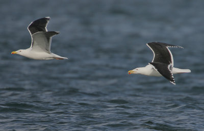 Great Black-backed Gulls 