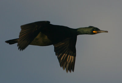 Shag