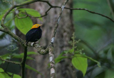 Golden-headed Manakin (Pipra erythrocephala)