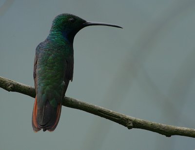Black-throated Mango (Anthracothorax nigricollis) male