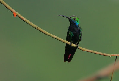 Black-throated Mango (Anthracothorax nigricollis) male