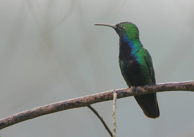 Black-throated Mango (Anthracothorax nigricollis) male