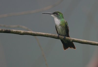 White-chested Emerald (Amazilia chionopectus)