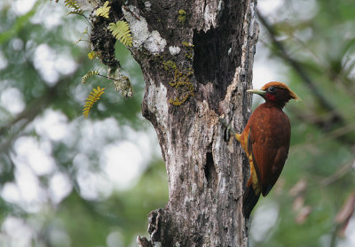 Chestnut Woodpecker (Celeus elegans)