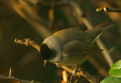 Blackcap -male