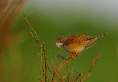 Whitethroat (Sylvia communis)