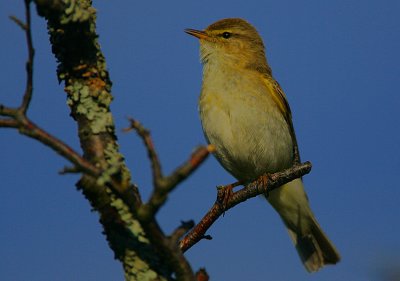 Willow Warbler