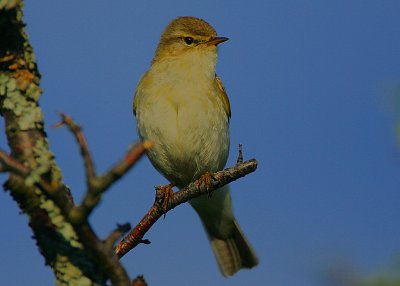 Willow Warbler