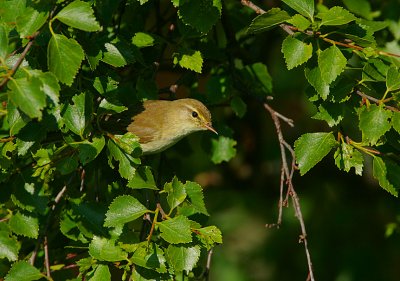 Willow Warbler