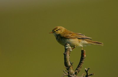 Willow Warbler
