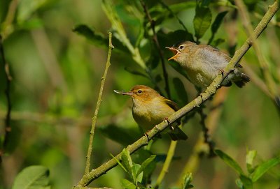 Willow Warbler feeding  a recently fledged youngster