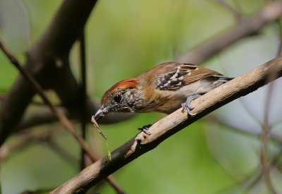 Black-crested Antshrike (Sakesphorus canadensis) female