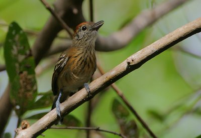 Black-crested Antshrike (Sakesphorus canadensis) female