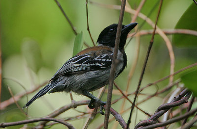 Black-crested Antshrike (Sakesphorus canadensis) male