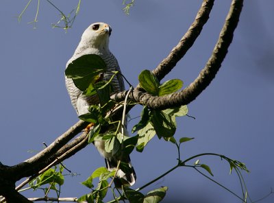 Gray Hawk (Asturina nitida)