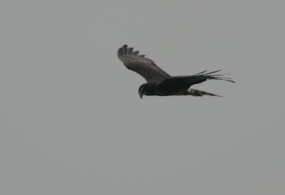 Long-winged Harrier (Circus biffoni)