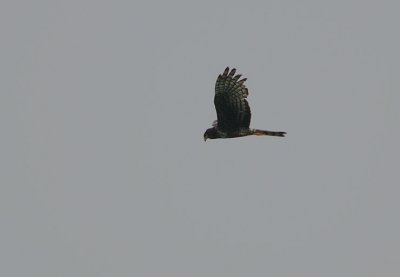 Long-winged Harrier (Circus biffoni)