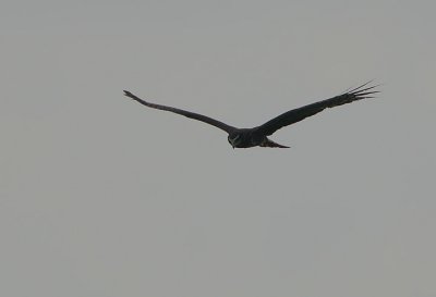 Long-winged Harrier (Circus biffoni)