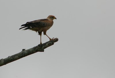 Savanna Hawk (Buteogallus meridionalis)