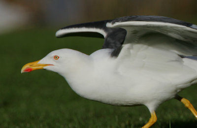 Lesser Black-back Gull