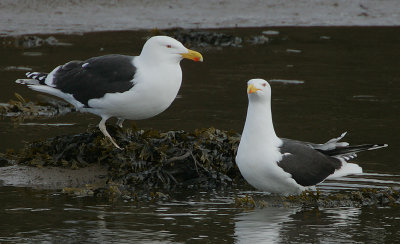 Great Black-backed Gull pair