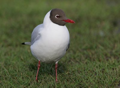 Black-headed Gull