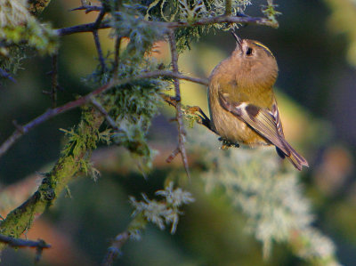 Goldcrest