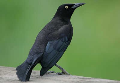 Carib Grackle (Quiscalus lugubris)