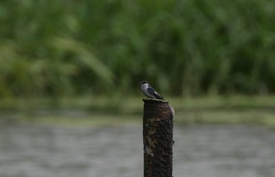 White-winged Swallow (Tachycineta albiventer) -record shot
