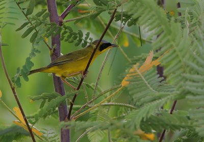Masked Yellowthroat (Geothlypis aequinoctalis)