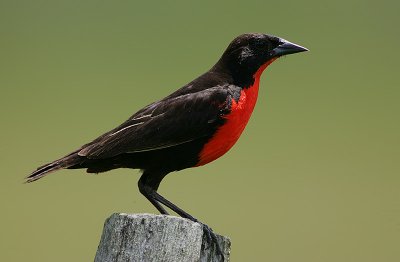 Red-breasted Blackbird (Sturnella militaris) Male
