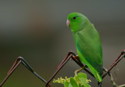 Green-rumped Parrotlet (Forpus passerinus)