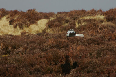 Hen Harrier male
