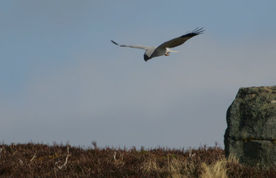 Hen Harrier male