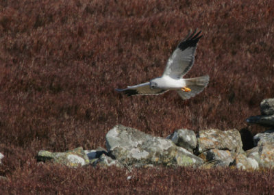 Hen Harrier (Circus cyaneus)