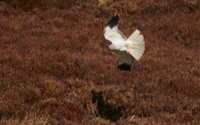 Hen Harrier male