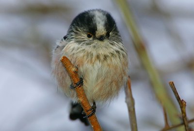 Long-tailed Tit